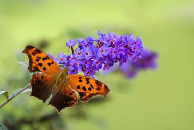 Question Mark butterfly (Polygonia interrogationis) clipart