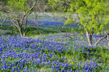 Texas bluebonnets blooming in spring clipart
