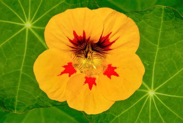 Řeřicha žlutý květ — Stock fotografie