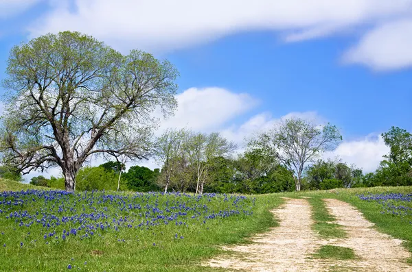 Texas bluebonnet vista ao longo da estrada do país — Fotografia de Stock