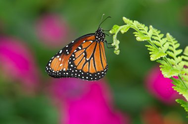 Kraliçe kelebek (Danaus gilippus)