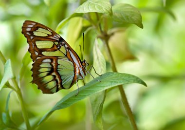 Malakit kelebek (Siproeta stelenes)