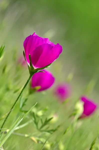 Польові квіти Winecup (Callirhoe involucrata) — стокове фото