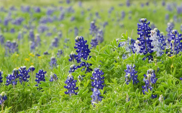Texas bluebonnets (Lupinus texensis) på ängen — Stockfoto