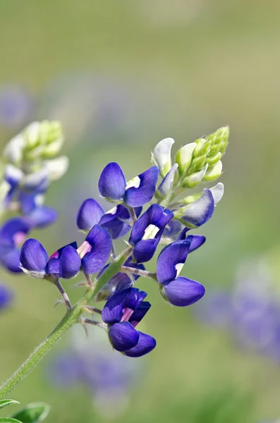 Texas bluebonnet (Lupinus texensis) — Stok fotoğraf