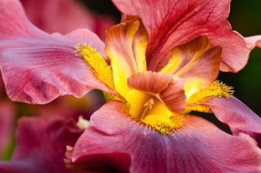 Closeup of deep red Iris flower clipart