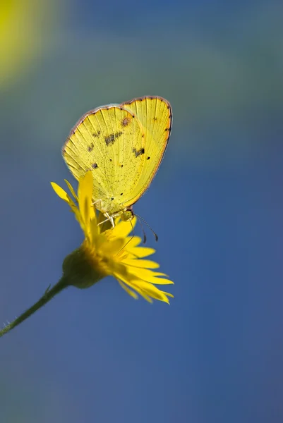 Маленька жовта метелик ( Eurema lisa ) — стокове фото