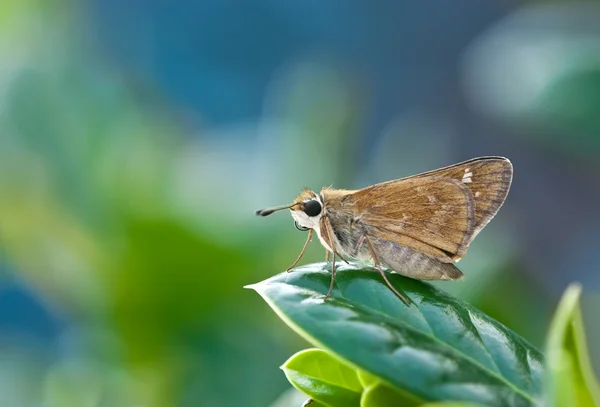 Patrón mariposa encaramado en la hoja —  Fotos de Stock