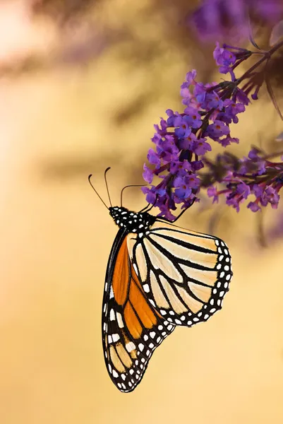 Motýl královský (Danaus plexippus) — Stock fotografie