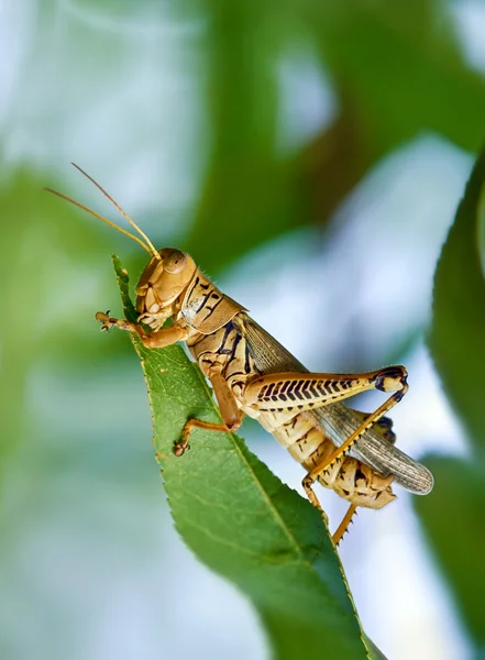 Grasshopper eating and destroying leaves — Stock Photo, Image