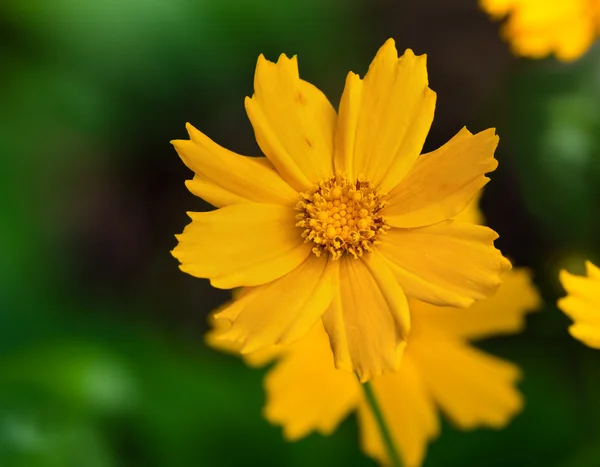 Kitzelblume (coreopsis auriculata nana)) — Stockfoto