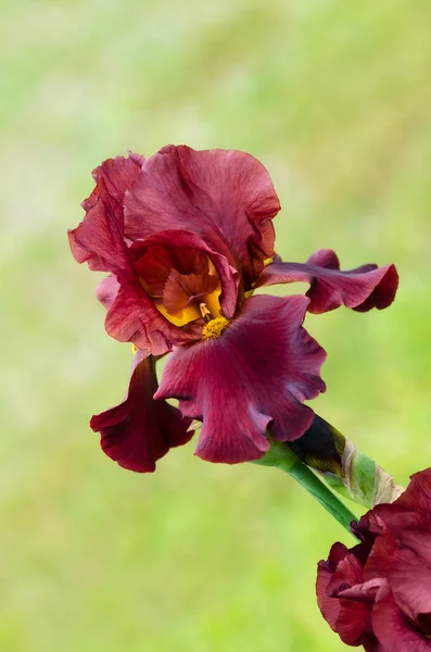 Djupröd färg iris blomma — Stockfoto