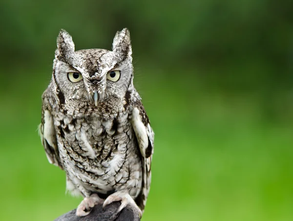 Coruja Screech oriental (Megascops asio ) — Fotografia de Stock