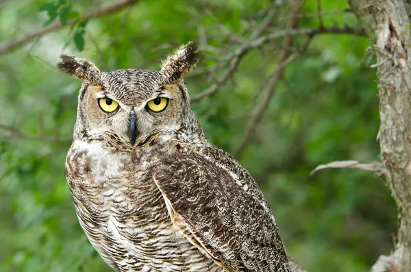 Porträtt av Great Horned Owl (Bubo virginianus) — Stockfoto