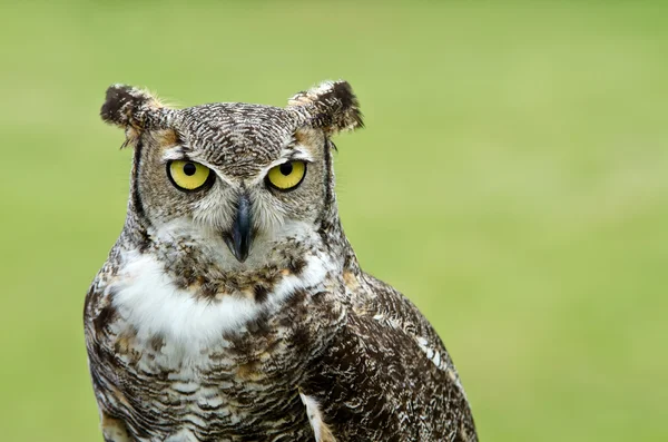 Büyük Boynuzlu Baykuş (bubo virginianus) — Stok fotoğraf