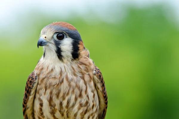 Amerikanischer Turmfalke (falco sparverius)) — Stockfoto