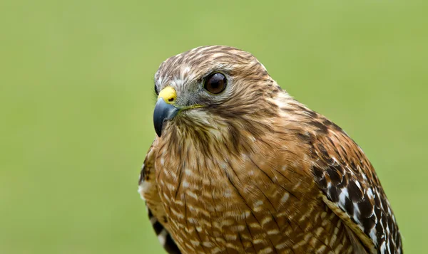 Red-shouldered Hawk (Buteo lineatus) — Stock Photo, Image