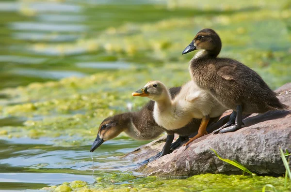 Ducklings drinking from the lake — Stock Photo, Image