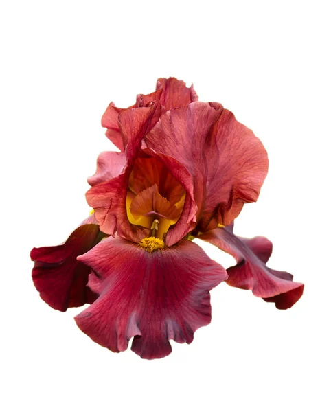 Bearded Iris flower — Stock Photo, Image