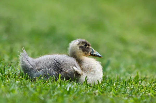 Eendje zittend op het gras — Stockfoto