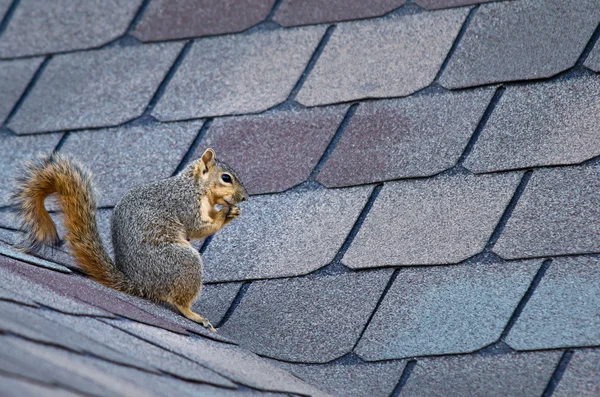 Squirrel on the roof — Stock Photo, Image