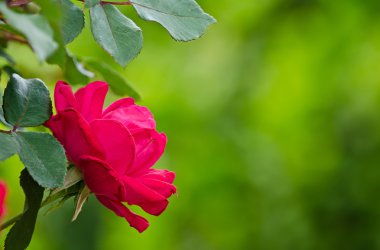 yeşil arka planı kırmızı gül