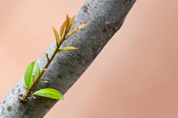 Sprout growing from tree trunk — Stock Photo, Image