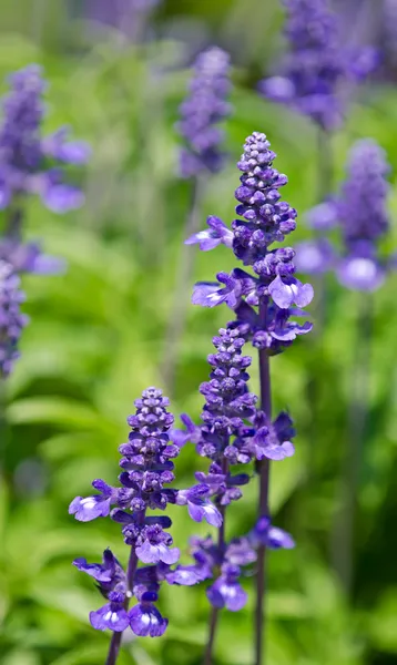 Blauwe Salvia (salvia farinacea) bloemen — Stockfoto