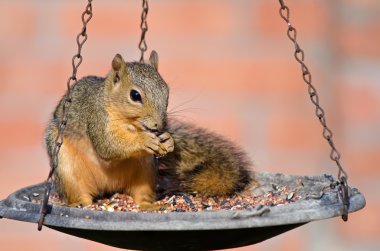 Genç tilki sincap (Sciurus Nijer)