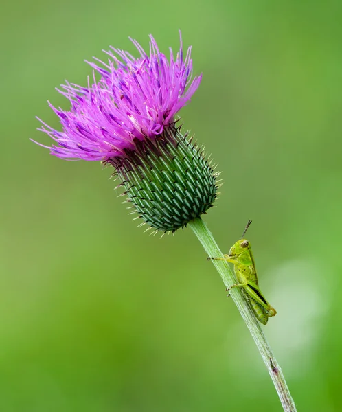 Ακρίδα γαϊδουράγκαθο λουλούδι — Φωτογραφία Αρχείου