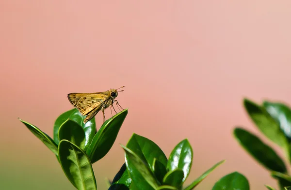 スキッパーの蝶 — 图库照片
