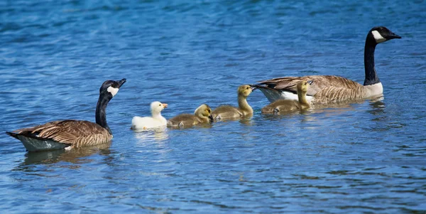 Gås familj — Stockfoto