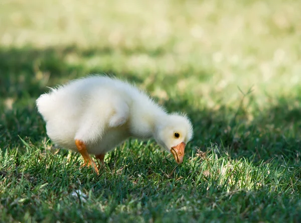 White Chinese Goose gosling — Stock Photo, Image