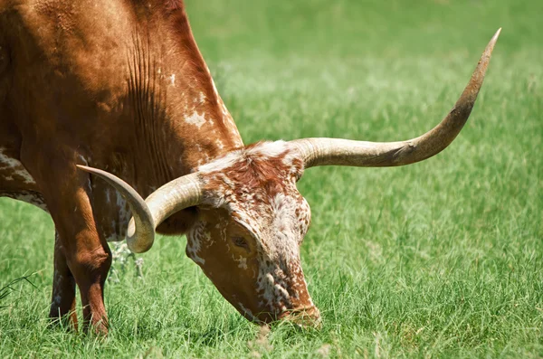 德州 longhorn 的特写 — 图库照片