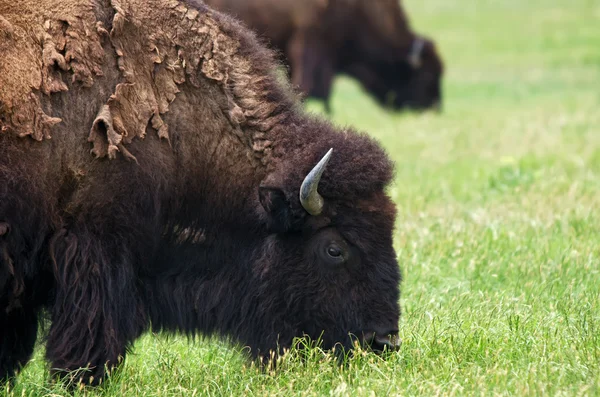 Närbild av amerikanska bison — Stockfoto