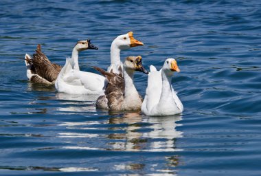 Beyaz ve kahverengi Çin kazı (Anser cygnoides)