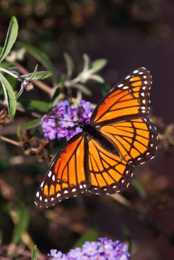 Genel Vali kelebek (Limenitis archippus)