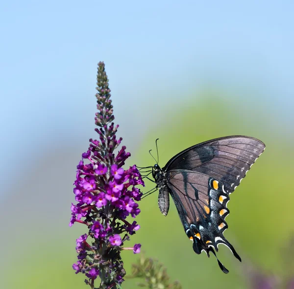 Tigre Oriental Tragar mariposa (Papilio glaucus ) — Foto de Stock