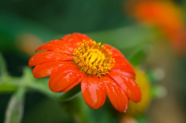 Orange Mexican sunflower (Tithonia rotundifolia) — Stock Photo, Image