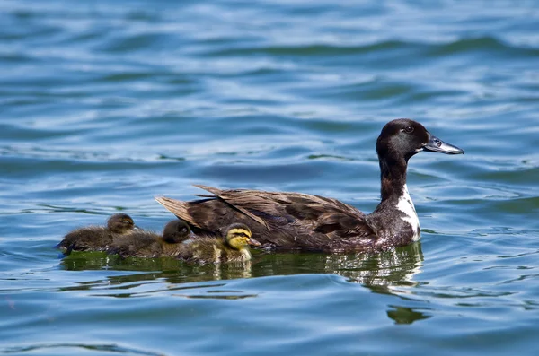 Vrouwelijke eend en haar pasgeboren eendjes — Stockfoto