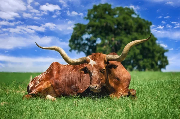 Texas Longhorn — Stok fotoğraf