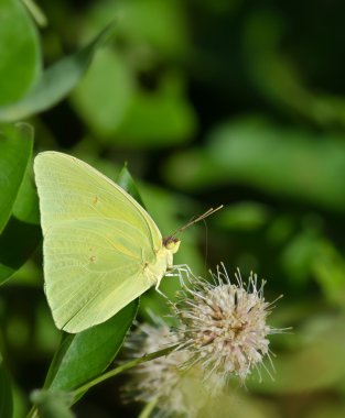 Bulutsuz kükürt kelebek (Phoebis sennae)