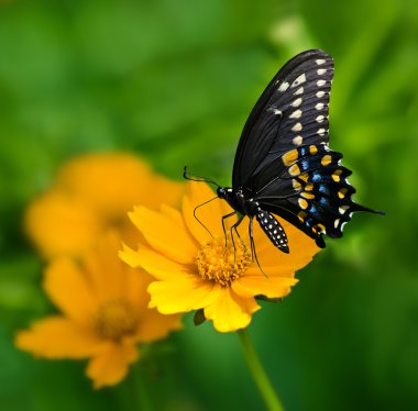 Siyah Swallowtail kelebek (Papilio polyxenes)