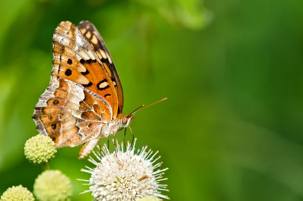 Srokaty malinowiec motyl (Euptoieta claudia) — Zdjęcie stockowe