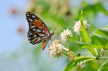 Körfez Fritillary Kelebeği (agraulis vanilya)