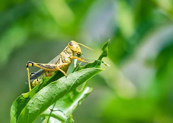 Heuschrecke frisst und zerstört Blätter — Stockfoto