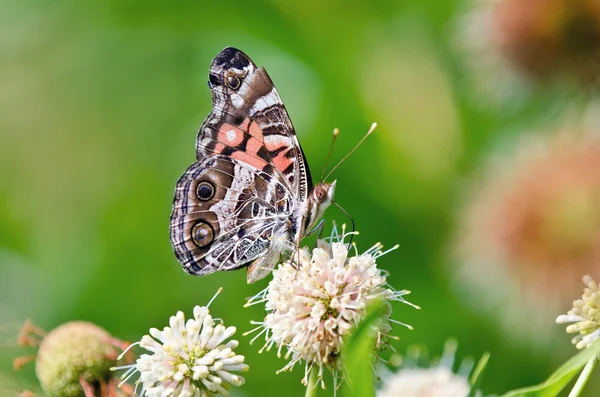 Mariposa americana (Vanessa virginiensis ) —  Fotos de Stock