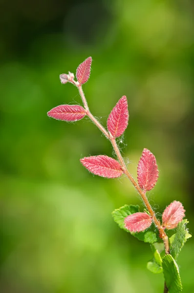 Closeup of red plant leaves — Stock Photo, Image