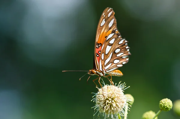 Papillon fritillaire du Golfe (Agraulis vanillae) ) — Photo