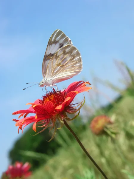 Karierter weißer Schmetterling — Stockfoto